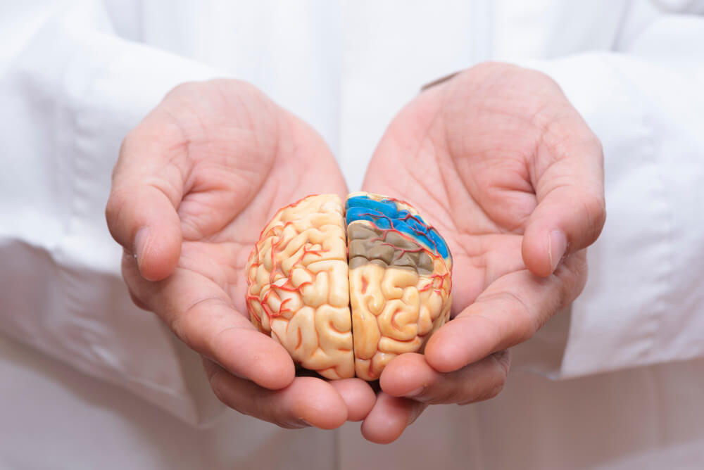 Doktor uz pomoć ruku drži model mozga