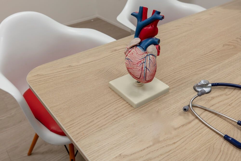 A Model of a Heart on a Doctor’s Desk