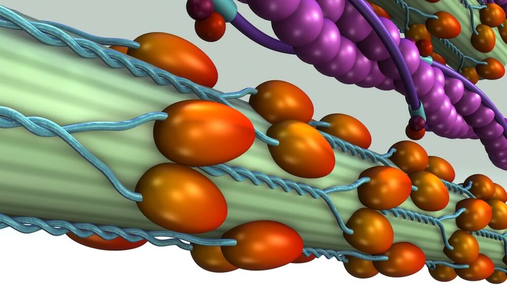 3D view of troponin C